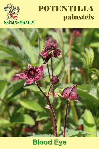 Лапчатка болотная (Сабельник болотный) Potentilla palustris